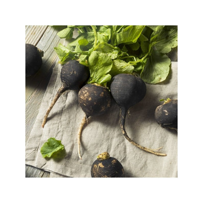 Radis Noir Sélection - 20 Ampoules de 10 ml - Bio - Fitoform